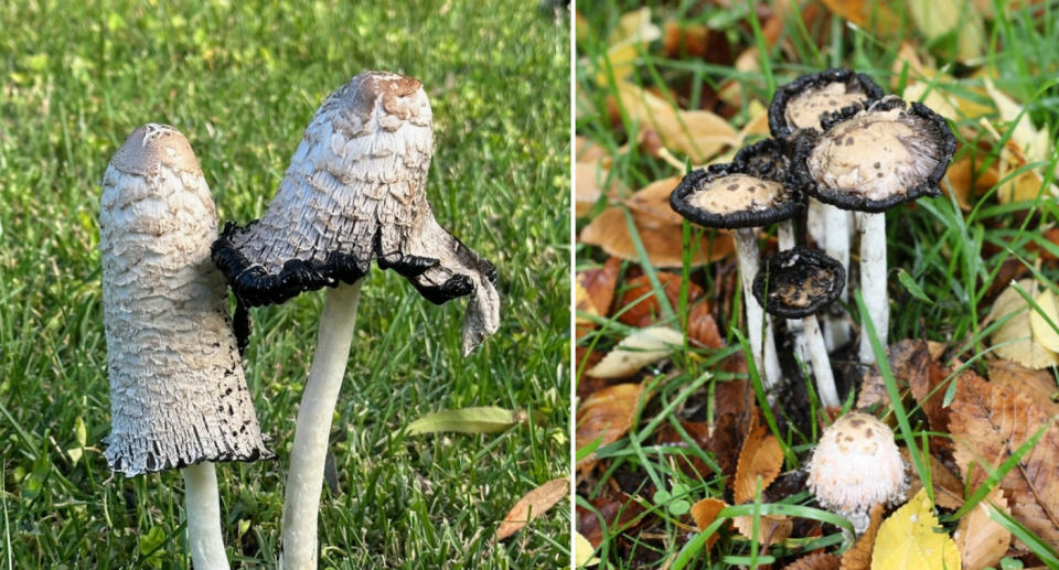 The Coprinus comatus can vary in appearance, but are quite common on the NSW south coast. Source: naturemapr.org