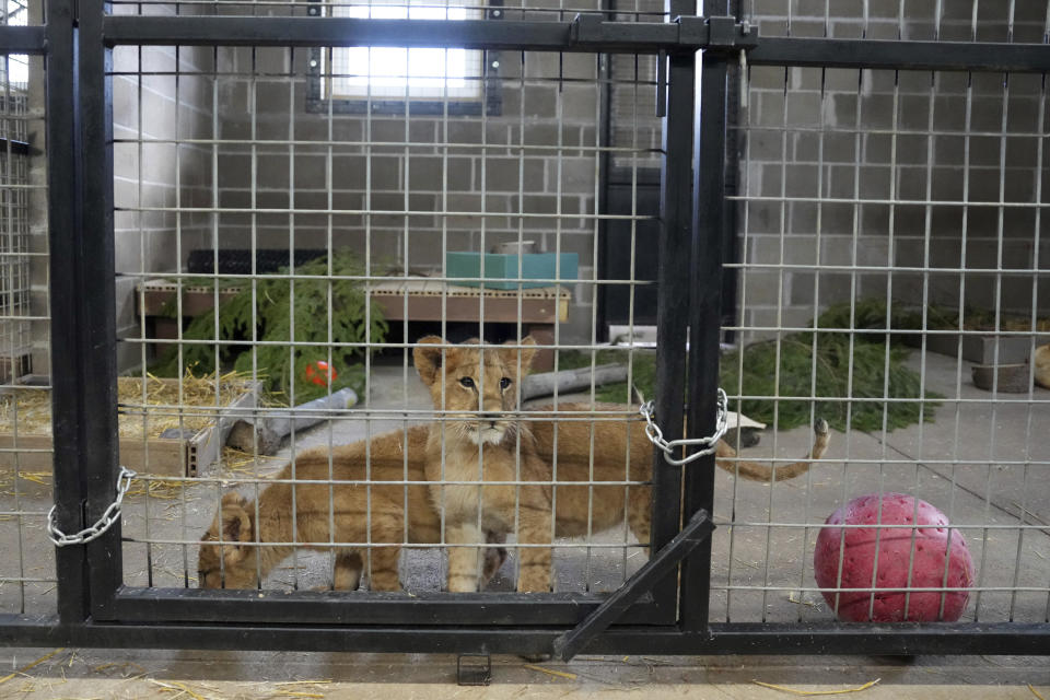 Lion cubs who were rescued from the war in Ukraine by the International Fund for Animal Welfare, adjust to their new home at The Wildcat Sanctuary, Wednesday, Nov. 30, 2022 in Sandstone, Minn. The cubs, who are orphans, were bound for the pet trade and spent the last three weeks at Poland's Poznan Zoo before flying to Minnesota. (Anthony Souffle/Star Tribune via AP)