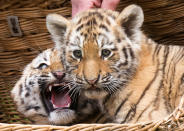 <p>The female Amur tiger twin cubs (Panthera tigris altaica), also known as the Siberian tiger, look out of a basket during weighing at the zoo in Leipzig, Germany, May 10, 2017. The two Amur tiger babies were born on Feb. 24, 2017. (Photo: Jens Meyer/AP) </p>