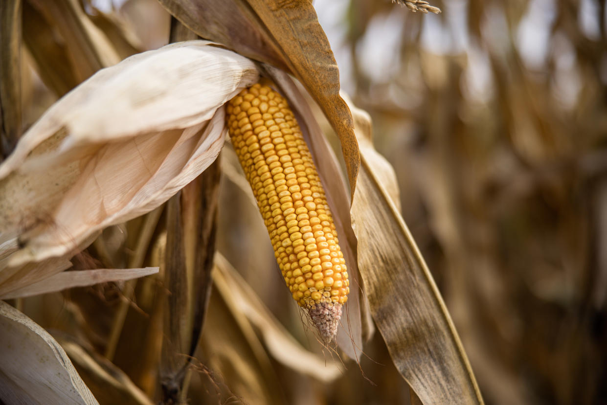 An ear of corn on a farm in Hungary.