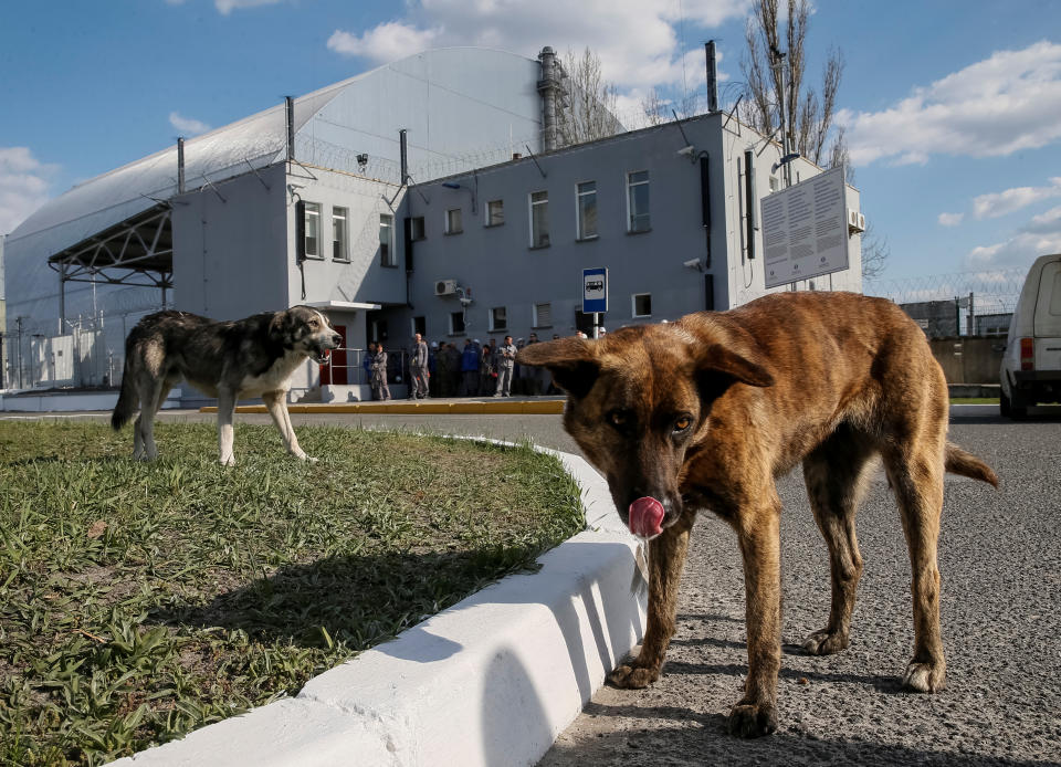 <p>Dogs are seen in front of a new Safe Confinement (NSC) structure over the old sarcophagus covering the damaged fourth reactor at the Chernobyl nuclear power plant, in Chernobyl, Ukraine, April 20, 2018. (Photo: Gleb Garanich/Reuters) </p>