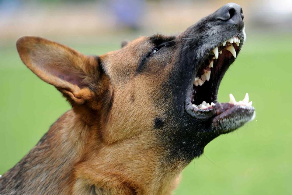 <p>Getty</p> angry dog -- stock image