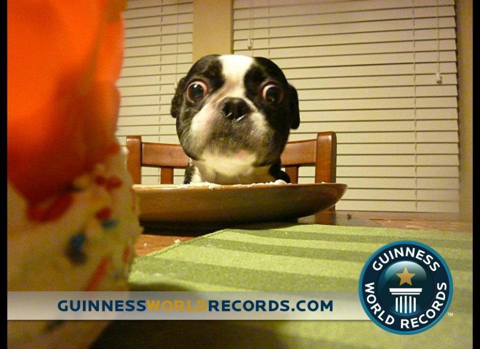 Bruschi, a four-year-old black and white Boston Terrier, who lives with his owner, Victoria Reed, in Grapevine, Texas, holds the Guinness World Record for "dog with the largest eyes" -- a whopping 1.1 inch in diameter.