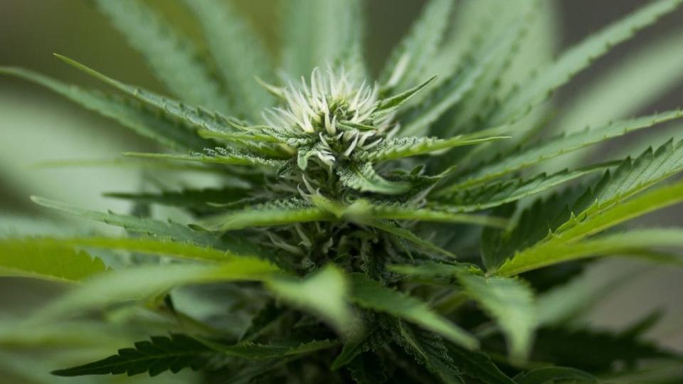 Cannabis plants grow in the greenhouse at Vireo Health’s medical marijuana cultivation facility in Johnstown, New York. New York state lawmakers passed a bill to legalize recreational use of marijuana for adults. (Photo by Drew Angerer/Getty Images)