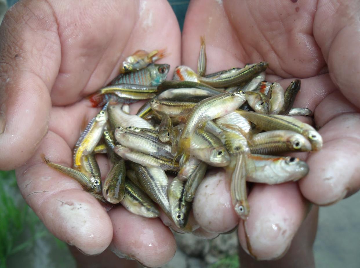 <span class="caption">Nutrient-rich small fish harvested from a rice field in Bangladesh.</span> <span class="attribution"><span class="source">Ben Belton</span>, <a class="link " href="http://creativecommons.org/licenses/by-nd/4.0/" rel="nofollow noopener" target="_blank" data-ylk="slk:CC BY-ND;elm:context_link;itc:0;sec:content-canvas">CC BY-ND</a></span>