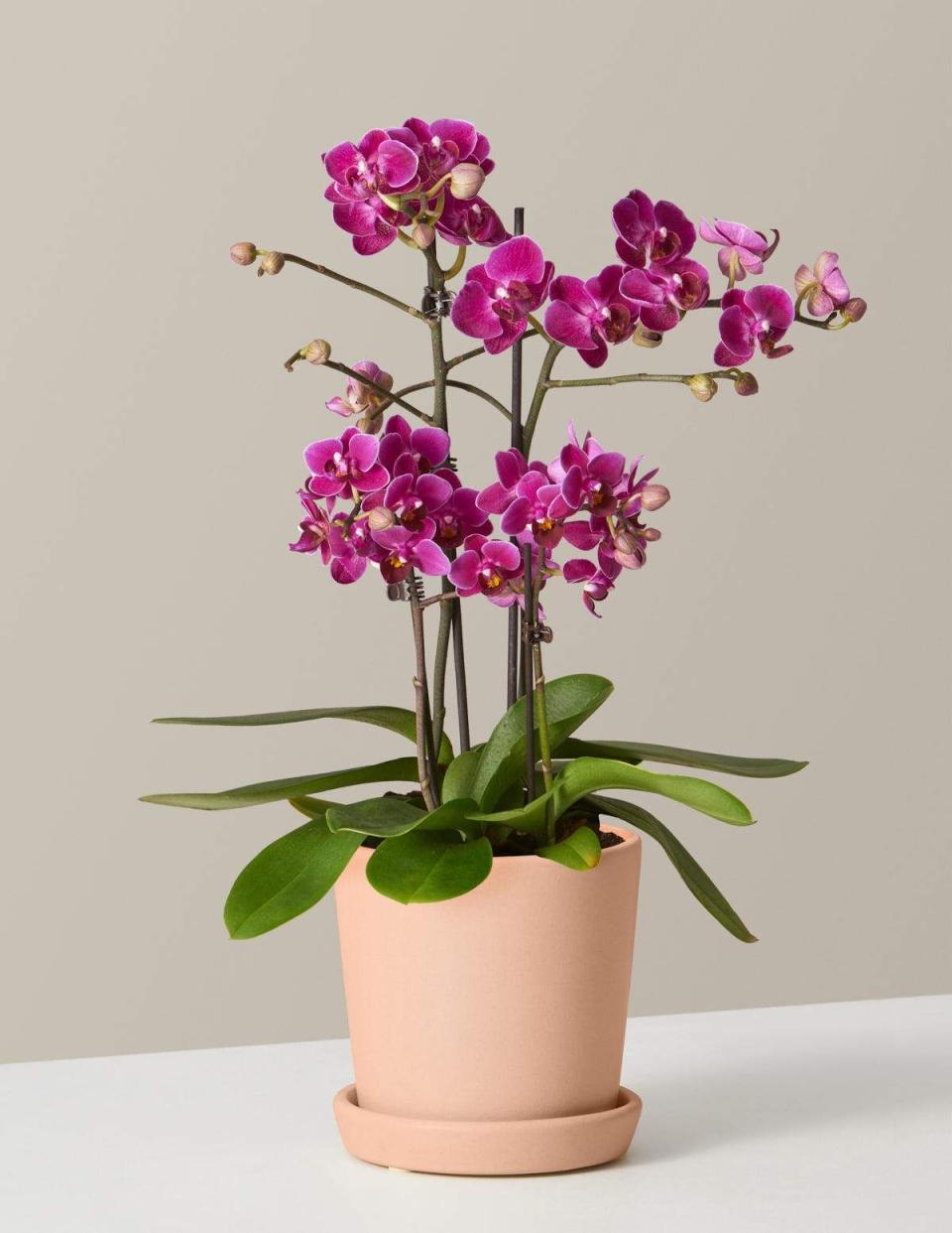 8) Purple Orchid