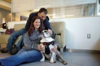 Moose, a six-year-old English Bulldog, waits with his owners to receive trial medical treatment in North Grafton