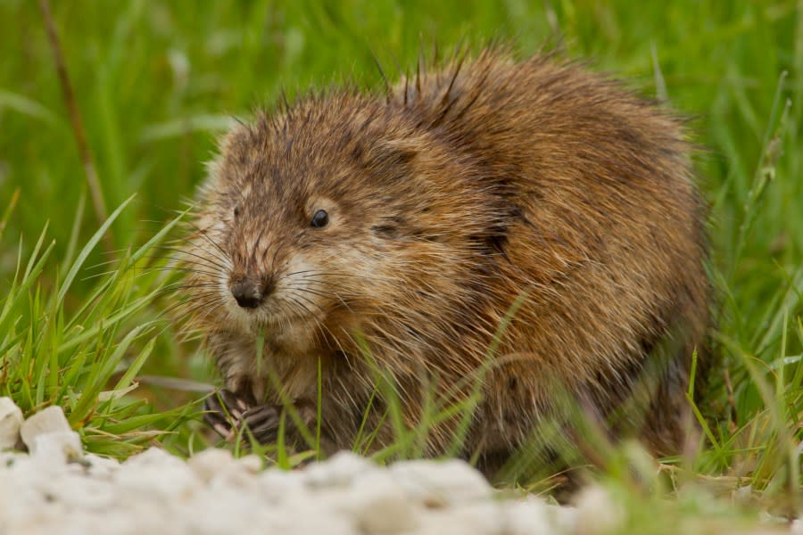 Muskrat eating grass taken in southern MN in the wild