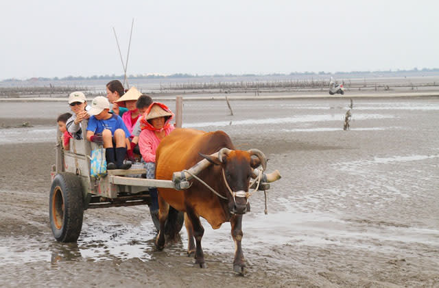 搭著鐵牛車出海採蚵、重溫童年歡樂趣！彰化芳苑牛車採蚵體驗