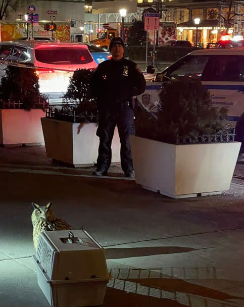 PHOTO: A policeman watches over an owl that escaped from the Central Park Zoo during an attempt to retrieve it, Jan. 3, 2023, in New York City. (Courtesy Edmund Berry)