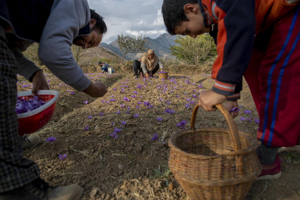 Kashmiri farmers pluck crocus flowers, the stigma of which produces saffron, on a farm in Khrew, south of Srinagar, Indian controlled Kashmir, Saturday, Oct. 31, 2020. The farmers separate purple petals of the flowers by hand and, from each of them, come out three deep crimson-colored stigmas, one of the most expensive and sought-after spice in the world called saffron, also known as “the golden spice." Across the world, saffron is used in multiple products ranging from medicine, beauty and food. A kilogram (2.2 pounds) of saffron can easily sell anywhere between $3,000 to $4,000. (AP Photo/Dar Yasin)