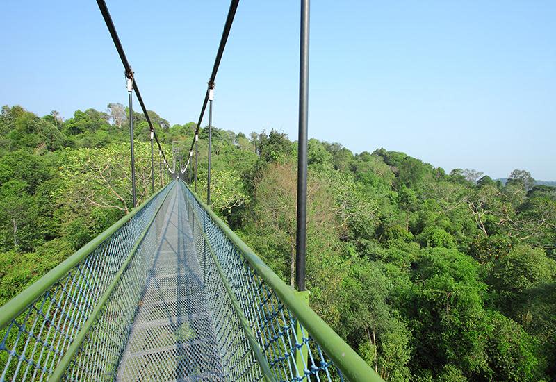 Singapore’s MacRitchie Nature Trail provides an unforgettable botanical experience within this amazing water catchment area. Now with boardwalks and walking trails, it’s a relaxing escape from the city that’s only a 15-minute taxi ride away. Visitors can enjoy spectacular views from the HSBC TreeTop Walk, a 250 metre long free-standing suspension bridge.