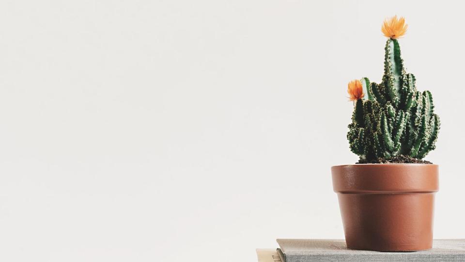 potted fairy castle cactus with orange flowers