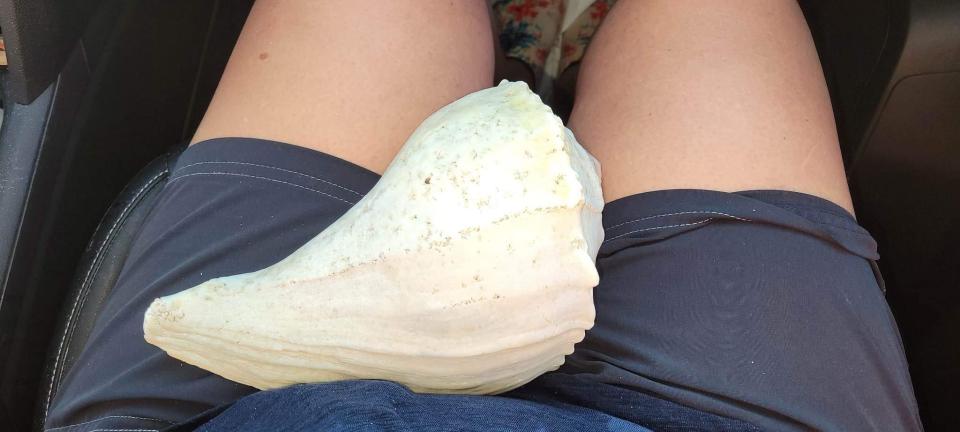 This is the whelk shell Lyn Bowen-Radcliff found on Sanibel Island recently.