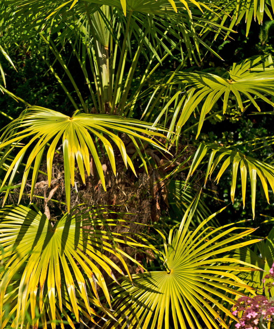 16. CHUSAN PALM (TRACHYCARPUS FORTUNEI)