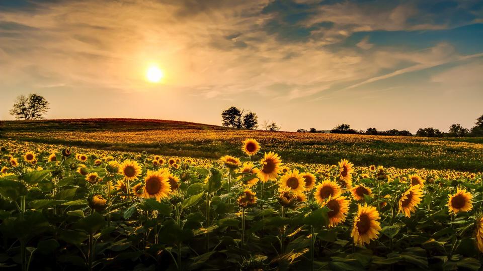 Kansas sunflower field