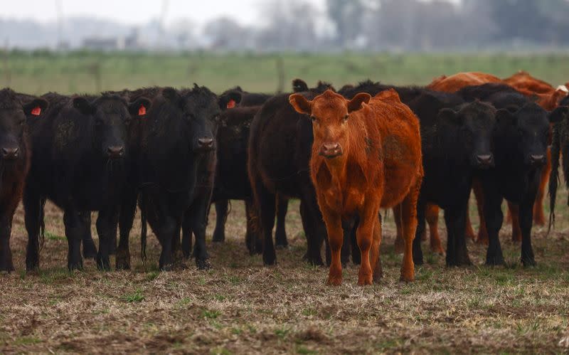 Argentine farmers lay out political expectations before presidential primaries