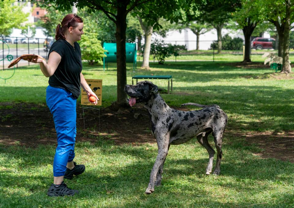 Maddie Schaffer plays fetch with her Great Dane Ocho at the Downtown Dog Park in Evansville, Ind., Tuesday, June 4, 2024.