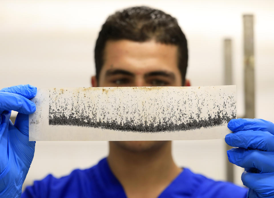 A lab technician holds a strip of dried mosquito eggs inside a World Mosquito Program factory, in Medellin, Colombia, Thursday, Aug. 10, 2023. The insects are bred to carry the bacteria Wolbachia, which interrupts the transmission of dengue. (AP Photo/Jaime Saldarriaga)