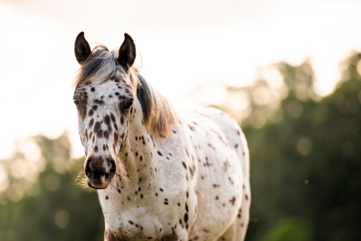 Attraversa l’Italia a piedi per ridare la vista al suo cavallo