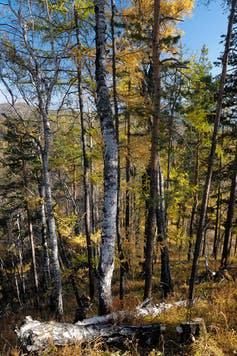 Forest with birches and evergreen trees.