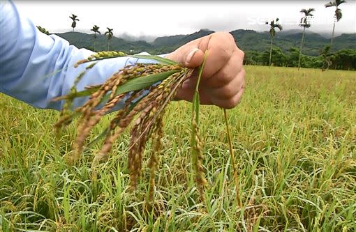 沒有入漿的稻穗、直挺挺的「空包彈」最後會變黃枯萎死掉，讓農民損失慘重。（圖／記者王浩原攝影）