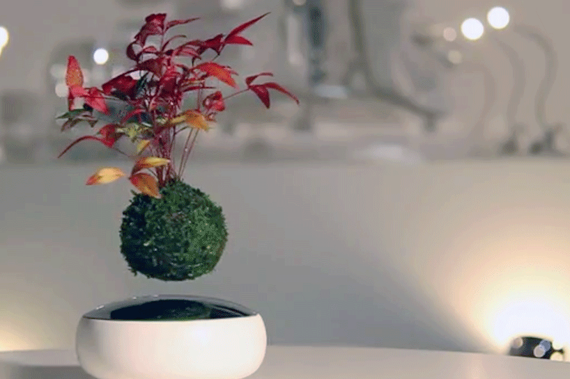 Floating on Air: Magnetic Bonsai Tree Hovers Above Base