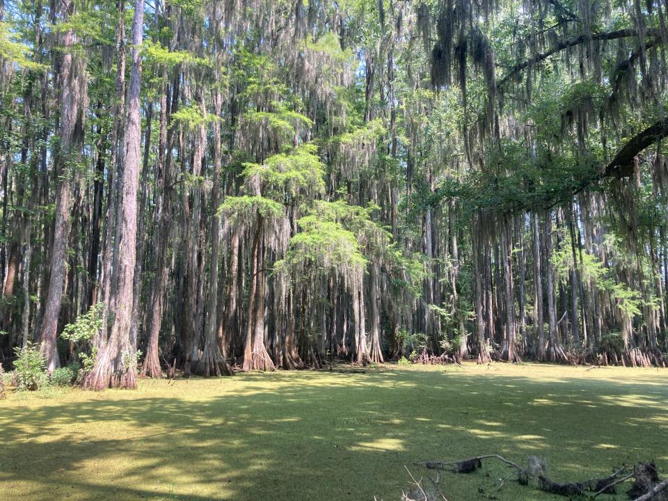 Cypress trees along Ogeechee Canal trail section at Little Neck Road.