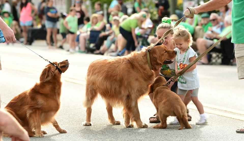 Golden retrievers