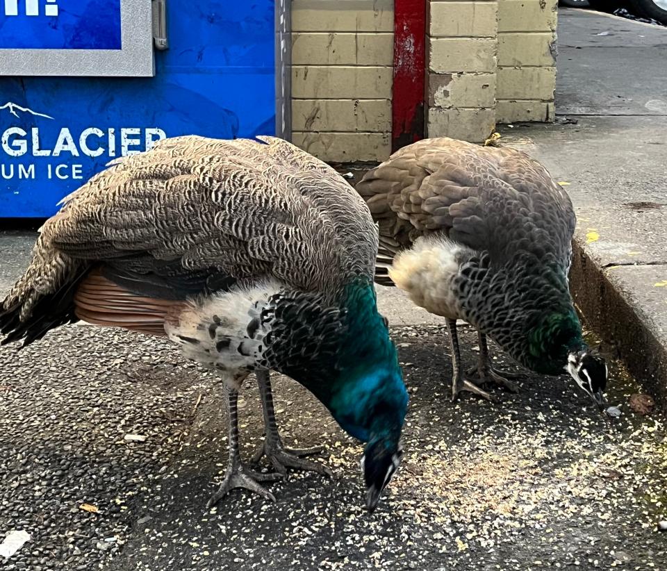 peacocks eating birdseed on the streets of victoria canada