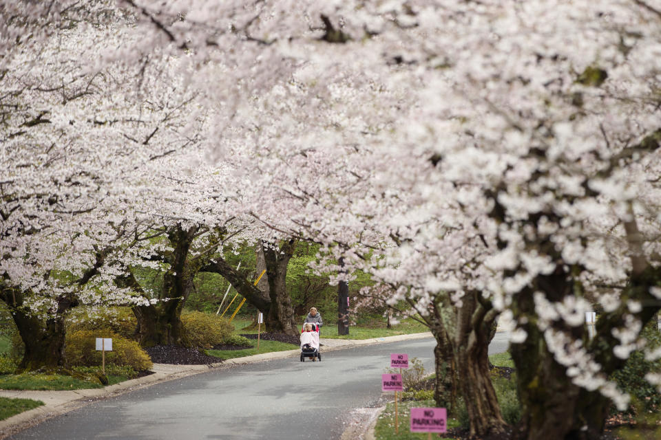 A woman pushes a baby in a stroller under a canopy of cherry blossoms in the Kenwood neighborhood of Bethesda, Md., Tuesday, March 24, 2020. Kenwood may be a stand-in for some for Washington, DC's National Cherry Blossom Festival that has been canceled because of the coronavirus outbreak. In the early 1930s and 1940s, cherry trees were planted to promote the neighborhood to potential home buyers. Now, over 1,200 cherry trees grace the neighborhood and bloom during the spring season. (AP Photo/Carolyn Kaster)
