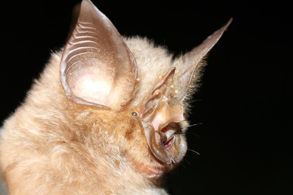 A horseshoe bat