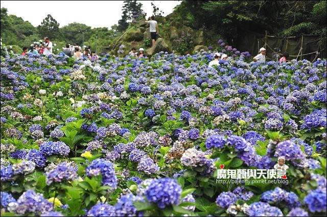 陽明山竹子湖繡球花地圖懶人包~2015/6/9花況（上篇）