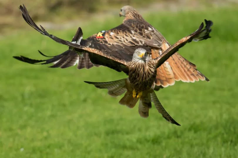 The farm is offering photography classes too, so you can catch shots like this -Credit:Paul_Cooper/Getty