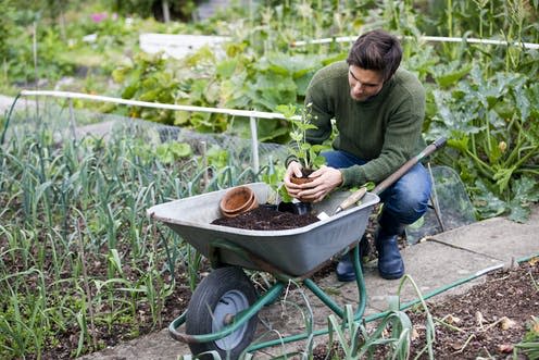 <span class="caption">Allotments were popular in the 1970s and are now busy again.</span> <span class="attribution"><span class="source">Air Images/Shutterstock</span></span>