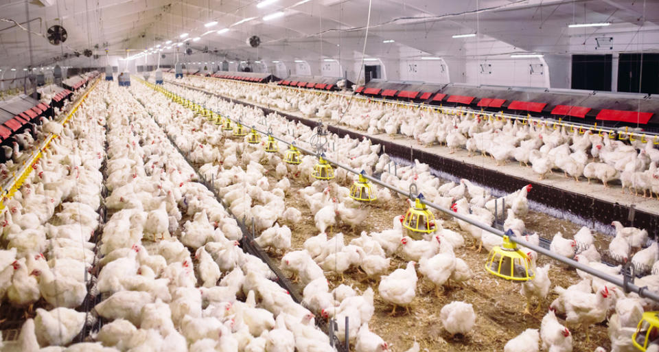 農委會補助10.5億改建禽舍，但去年因禽流感撲殺了56.4萬隻雞，今年至2月17日就已撲殺家禽46.8萬隻。（示意圖/Shutterstock）