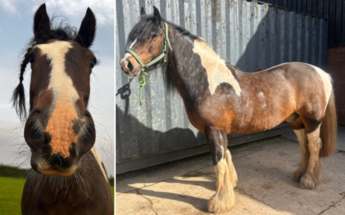 Alfie, was a 16-year-old traditional tri-coloured cob