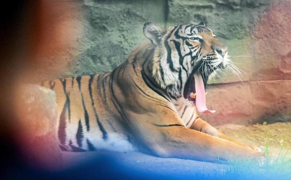 A Malayan tiger yawns as guests get a close look through the glass viewing area of its exhibit inside the new Kingdoms of Asia section of the Fresno Chaffee Zoo that opened to the public on Saturday, June 3, 2023. CRAIG KOHLRUSS/ckohlruss@fresnobee.com
