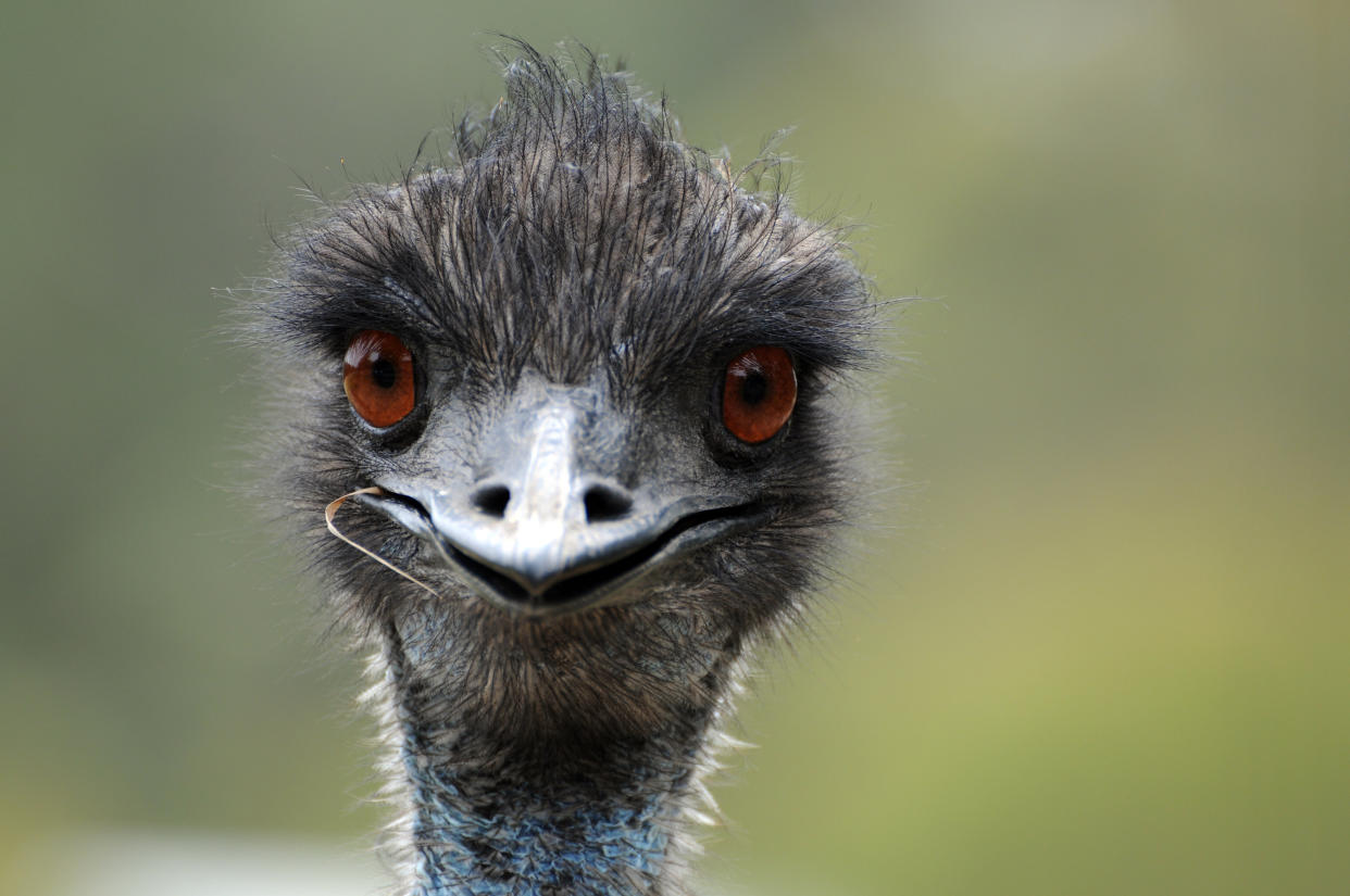 Not the emu in question. (Photo: dalamaus via Getty Images)