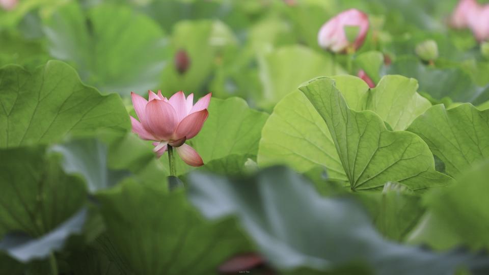 荷花綠葉相襯（圖片來源：Getty Creative）