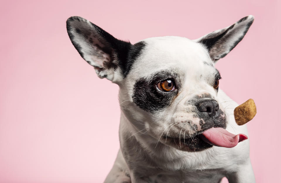 Your dog is about to drool over this deal. (Photo: Getty)