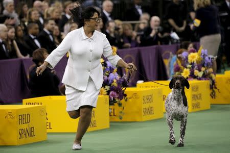 CJ, a German Shorthaired Pointer, is run by his handler while on his way to winning the Sporting Group During the Westminster Kennel Club Dog show at Madison Square Garden in New York February 16, 2016. REUTERS/Mike Segar