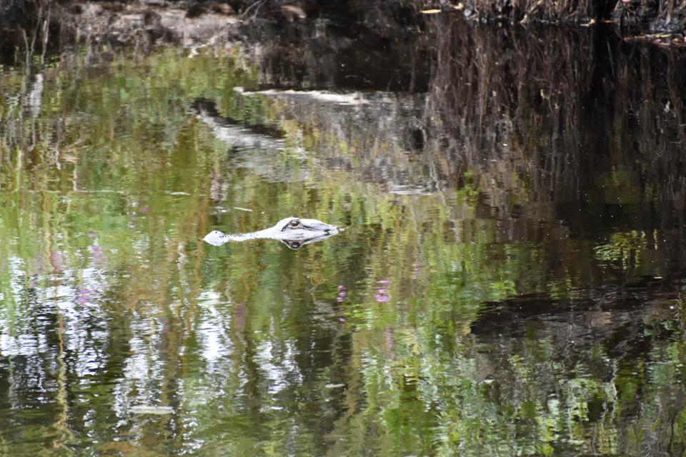 An alligator cools off in the Holly Shelter Game Land near the site of an ongoing wildfire on Aug. 11, 2022, in Pender County.