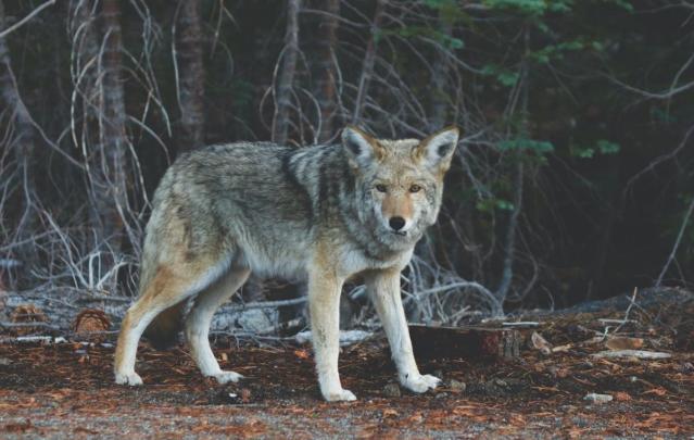 Red Fox in 360 Video - Yukon Wildlife Preserve