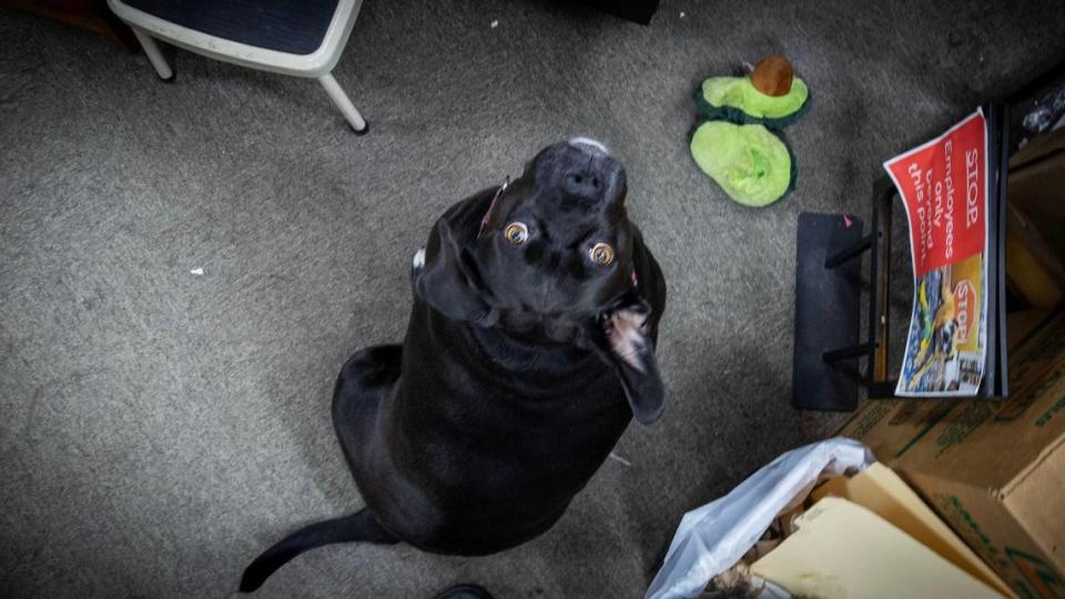 Stella, a greeting dog at Bargain Books Boise, roams the used-book store searching for the next pat on the head.