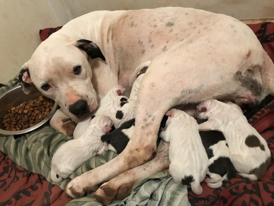 One of Katherine’s rescued dogs, photographed in 2021 with her new litter of pups. Courtesy of Katherine Canedo Valdez