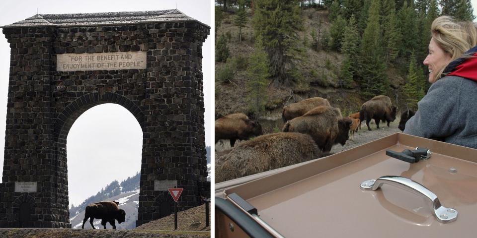 Left:  This undated file photo shows a Bison making his way across the historic gate to Yellowstone Park in Gardiner, Mt.

Right: A herd of bison share the road with vehicles as they travel down a road in Yellowstone National Park on May 9, 2005. Lisa Cormie, 48, of Huntington Beach, Calif., watches the bison through the rooftop hatches.