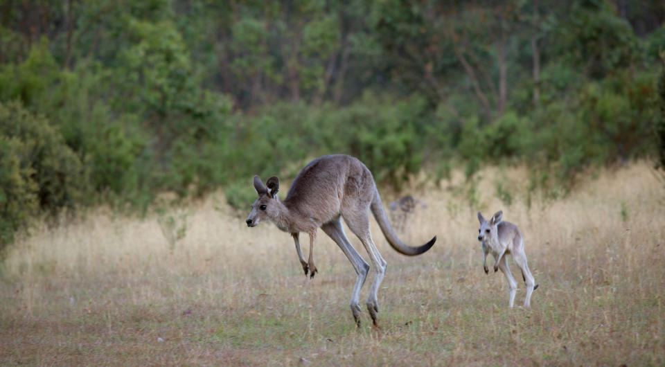 A kangaroo hops across a field, followed by a joey. Forest background visible