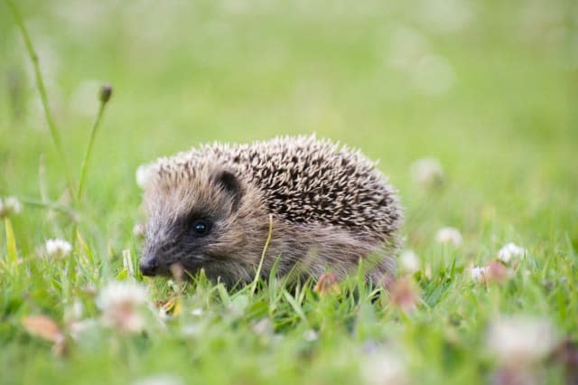 Baby Hedgehog