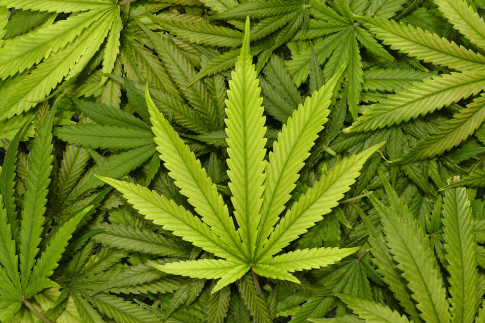 Marijuana leaf on top of a pile of similar leaves.